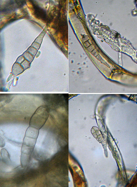 Patologia vegetale, fungo, myxo...?